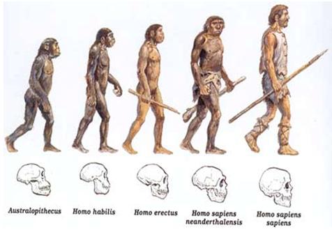 Människoapor - Australopithecus, Homo Habilis, Homo Erectus, Homo Sapiens Neanderthalensis, Homo Sapiens Sapiens