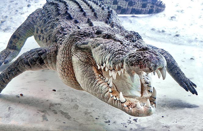 Resultado de imagem para crocodilo de água salgada