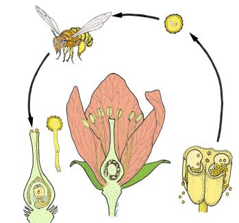 Polinização de Flor de Aglaonema e Diffenbachia, PDF, Flores