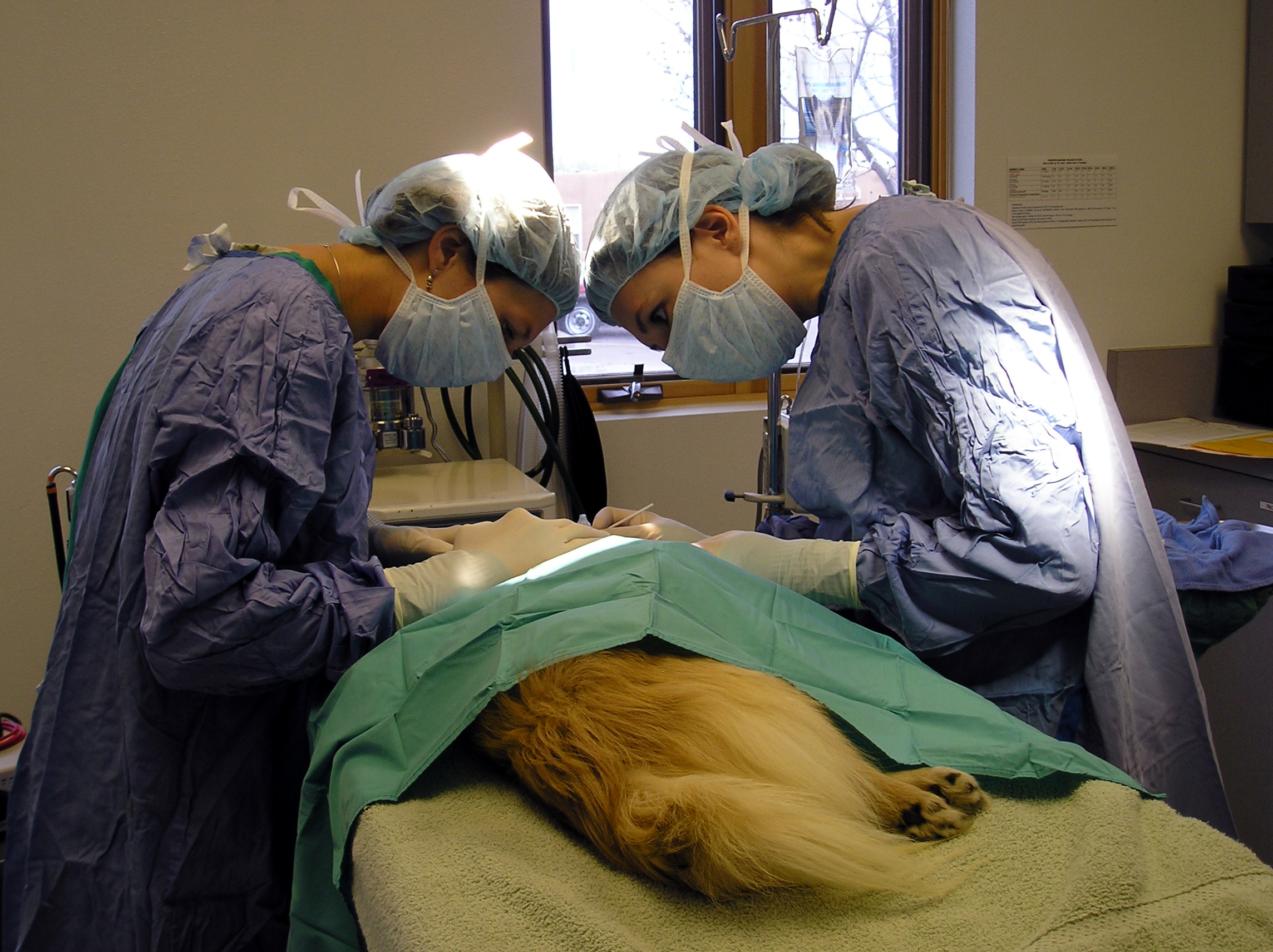 Собака перед операцией. Ветеринарная клиника операции.