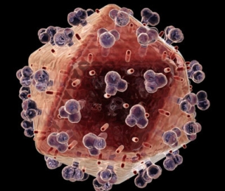 Como os vírus entram no organismo