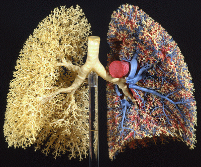 Fractais do pulmão