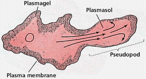 protozoários