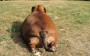 Obesidade nos animais de estimação – Como lidar?