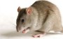 Doenças causadas pelos ratos
