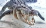 Crocodilo de água salgada – Maior réptil do mundo