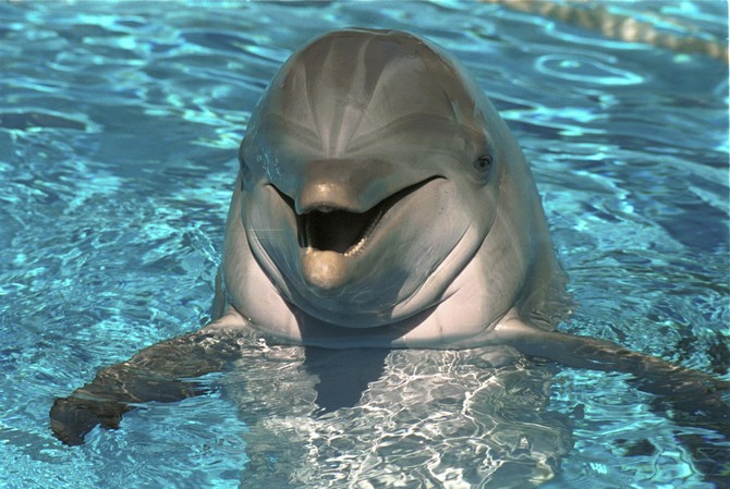 Você sabe por que o golfinho é tão querido