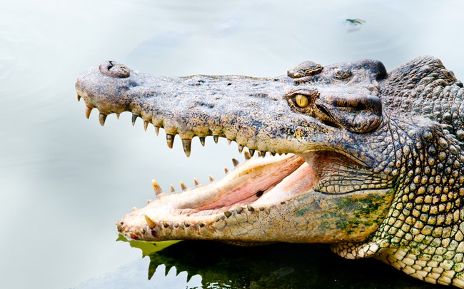 Crocodilo Jacaré