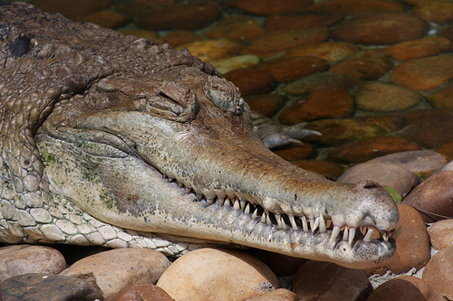 Jacaré Crocodilo