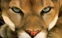Puma, o verdadeiro leão da montanha