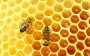 Importância das abelhas para o nosso bem-estar