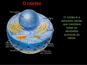 nucleo das celulas