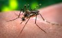 Descubra como identificar os sintomas da dengue