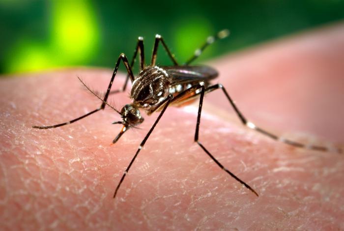 Descubra como identificar os sintomas da dengue