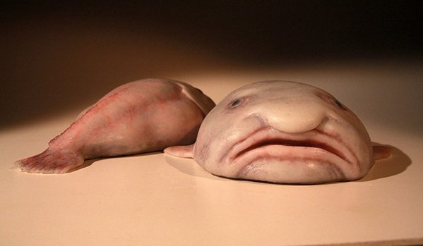 Animais mais surpreendentes que você não conhece