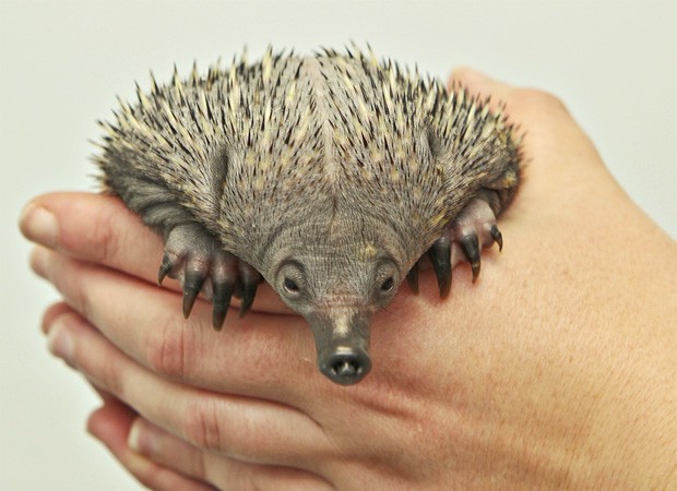 Animais mais surpreendentes você não conhece