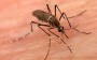 Casos de dengue mais que triplicam. Como se proteger?