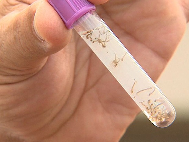 Casos de dengue mais que triplicam Como se proteger