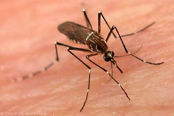 Casos de dengue mais que triplicam