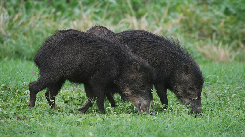 Unesp realiza estudo para entender melhor a movimentação de animais selvagens 2
