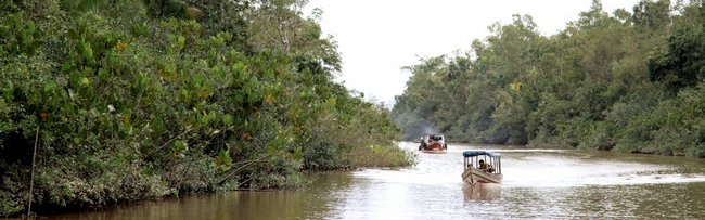 Biomas vegetação do Brasil