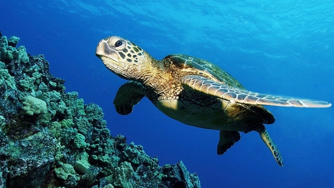tartaruga-marinha