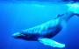 Baleia Azul – O maior animal da Terra