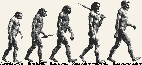 Ser Humano Evolução