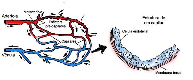 Sistemas Capilares