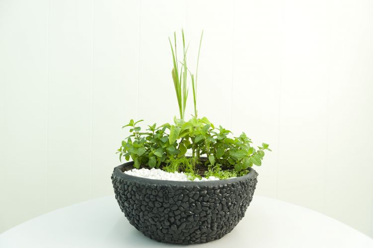 Como plantar chás casa