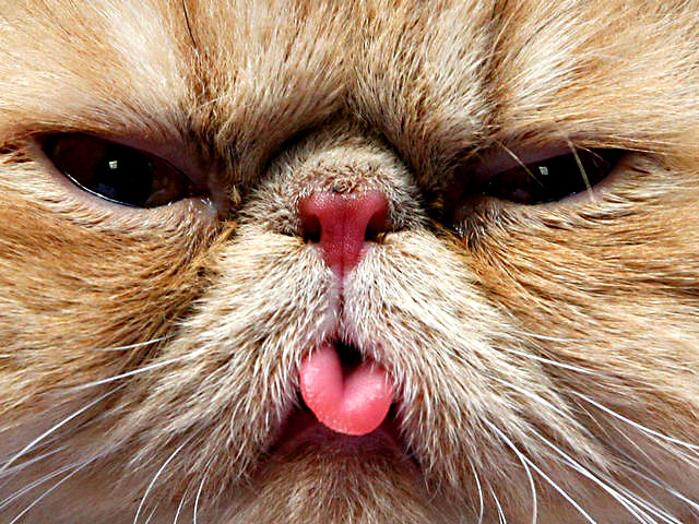 Gatos têm sete vidas