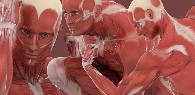 sistema muscular humano