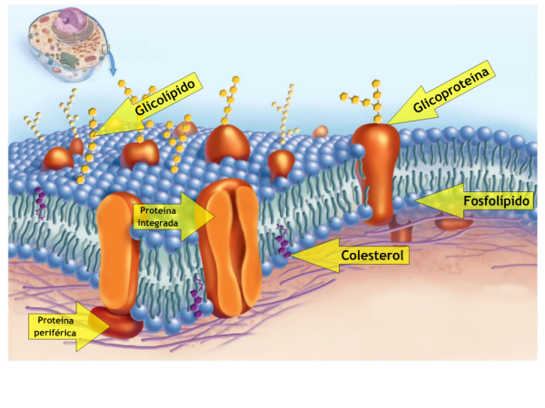 Membrana Plasmatica