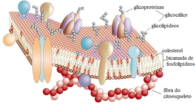 MembranaPlasmatica