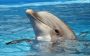 Especialistas afirmam que será possível traduzir a linguagem dos golfinhos