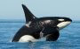 As baleias Orcas podem possuir as respostas sobre a menopausa