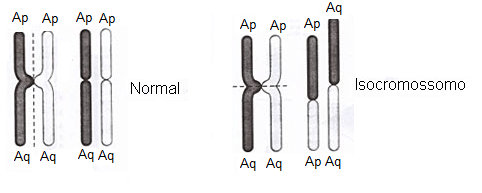 Isocromossomos