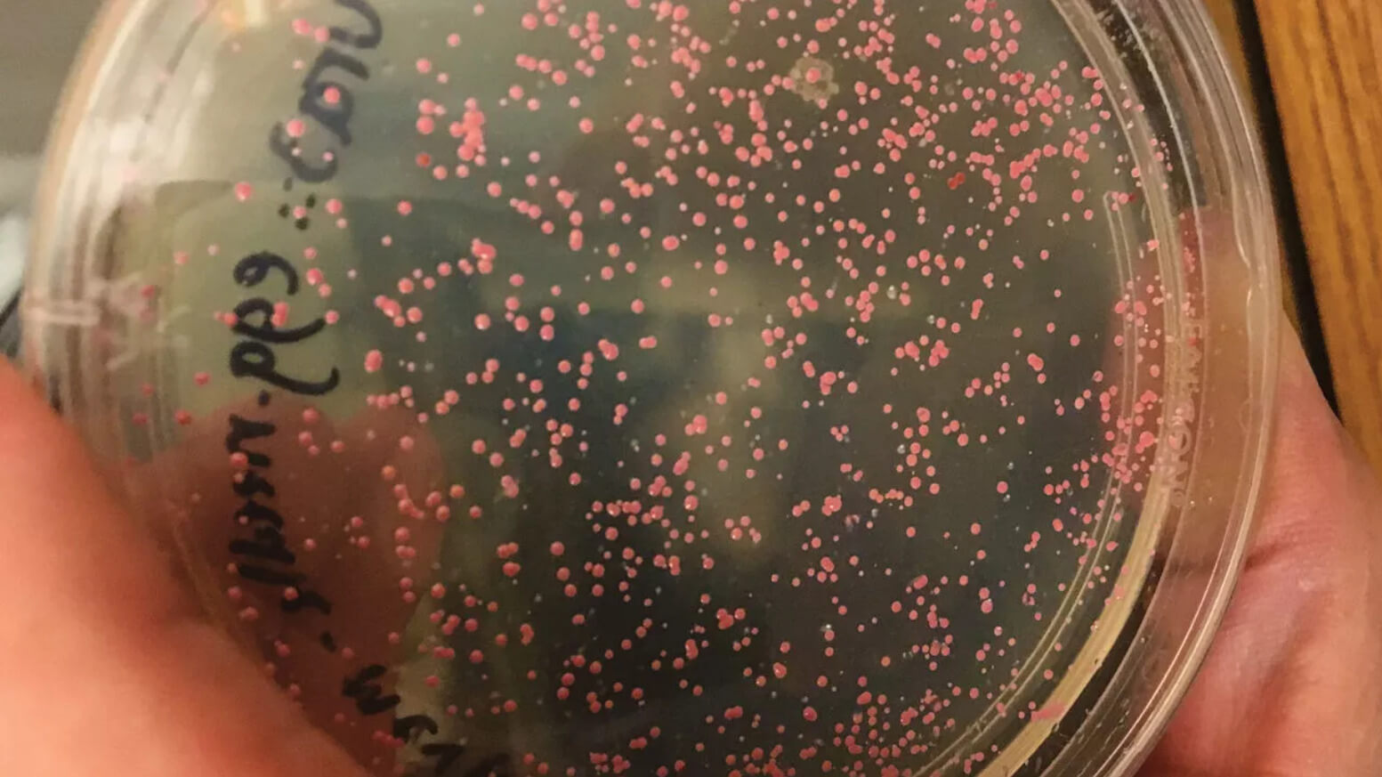 Micróbios de 100 milhões de anos são “ressuscitados” em laboratório