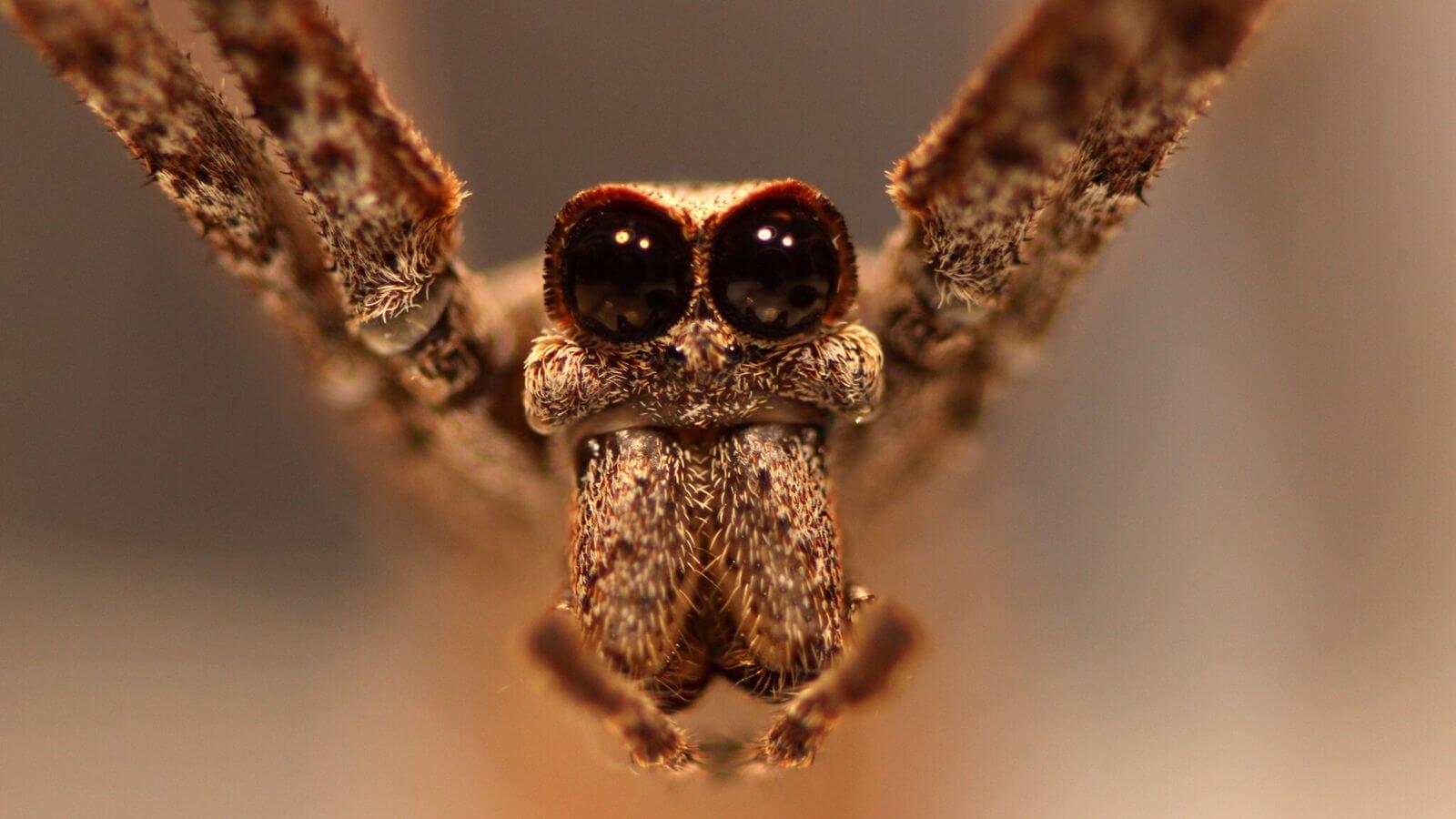 5 fatos estranhos sobre as aranhas